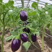 在茄子种植过程中如何保证土壤湿润度?