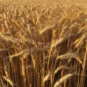 哪些因素可能影响当前的小麦价格趋势例如天气政策等?