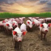 我的公司是一家养猪场如何根据每头猪的需求来设计适合它们的饲料配方?