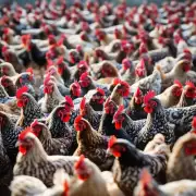 如何控制好养鸡密度避免养鸡过程中出现的问题呢?