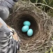如果一个巢穴只有一颗鸽子蛋这颗蛋会孵化成功吗?