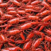 虾粉对于大闸蟹或龙虾的养殖过程中起什么作用?