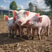 什么是荷兰猪放养技术?