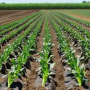 玉米秸秆氨化技术如何改善土壤质量?