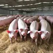 如何在生猪养殖过程中选择合适的饲料并合理配置饲喂方式?