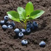如何在种植蓝莓之前准备土壤并确保土壤质量?