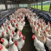 山鸡养殖过程中需要注意什么问题?