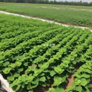 大棚豆角种植中需要注意哪些事项以保证植株健康成长呢?