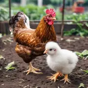 哪些因素影响着小鸡的生长和体重增长例如环境温度和湿度?