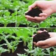 如何在茼蒿种植中使用生物肥料?