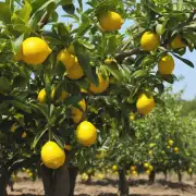 如何防止柠檬树的过度竞争和根系受损的问题?