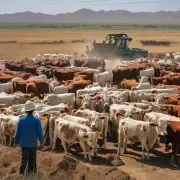 你认为宁夏的农业政策对于肉牛行业有什么影响?