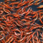 如何保持水质清洁并防止疾病传播在金公虾水产养殖中?
