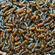 黄粉虫在成熟期时 其幼虫和成虫之间会有哪些变化?