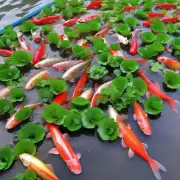 最近一个月内广东省有多少家养殖场出售了鲤鱼苗?