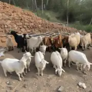 在一个标准的山羊场地上你需要多少平方米才能养活10只山羊?