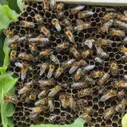 东北黑蜂养殖技术中的饲养周期有多长?