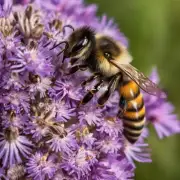 饲养蜂群是一项可持续发展的农业活动吗?