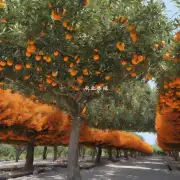 对于不同的桔子树品种新春嫁接时有什么具体的差异和注意事项?