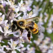 哪些地方适合种植蜜蜂养殖基地?