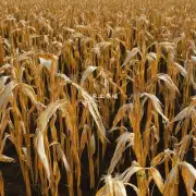 玉米秸秆氨化技术的实施可能面临哪些挑战?
