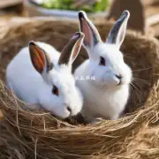 你对农村肉兔子养殖技术有兴趣吗?