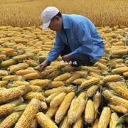 锦州港玉米价格目前处于什么价位?