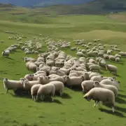 你能告诉我一下养羊的平均投资回报率吗?