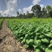 那么在虎牙岛的气候下是否适合豆角种植呢?