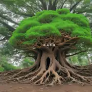 如何管理冬青树的根部以提高其抗逆性?