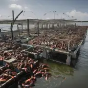 德州龙虾养殖场面临的问题有哪些?