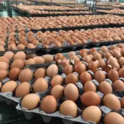 有哪些因素会影响河北沧州市仓县鸡蛋的价格波动吗?