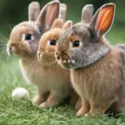 肉兔的养殖流程是怎样的?