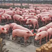 什么是生猪市场行情分析和预测功能?