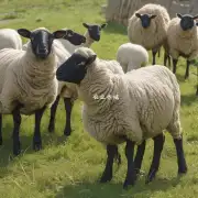 如何防止病毒感染绵羊群体中的动物免受传染性皮肤病的影响?
