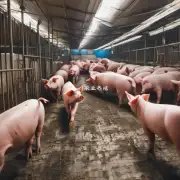 如何管理和控制传染病疫情对养猪业的影响?