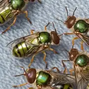 简易蝇蛆养殖需要什么样的条件?