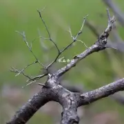 什么是通威虾肽?