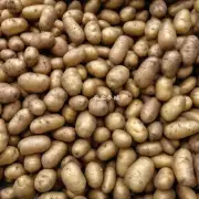 什么是马铃薯的收获季节并何时进行?
