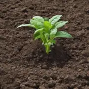 如何提高土壤肥力?