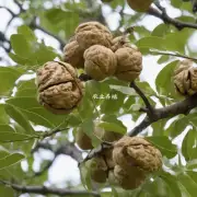 核桃树枝接技术的应用范围有哪些?