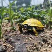 黄缘龟苗的种植方法如何影响品质?