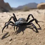 蝎子生物如何寻找食物?