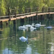 双旺水产如何影响水生生物的健康?