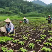 福建茶树菇种植技术有哪些特点?