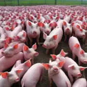 什么是生产性它对母猪养殖有什么影响?