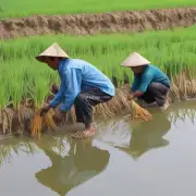 政府是否打算在明年种植季节之前采取什么行动以确保稻谷产量的增长?