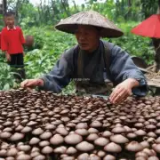 如何进行福建茶树菇的繁殖和分栽工作?