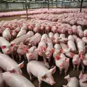 在美国猪肉市场供应过剩的情况下政府是否应该采取措施来缓解这一问题?