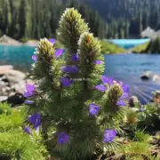 我对白芍药有一个很基本的问题就是我想知道白芍药可以长到多高?